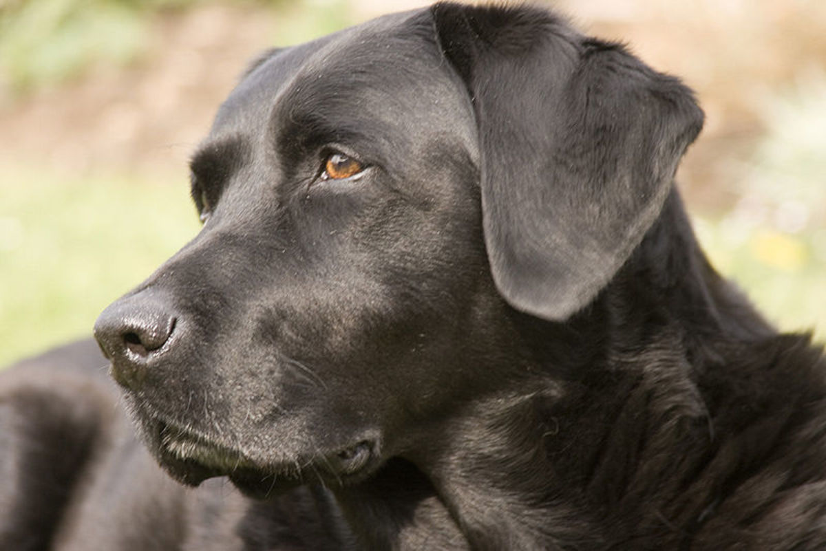 165 Best Names for Black Dogs and Puppies