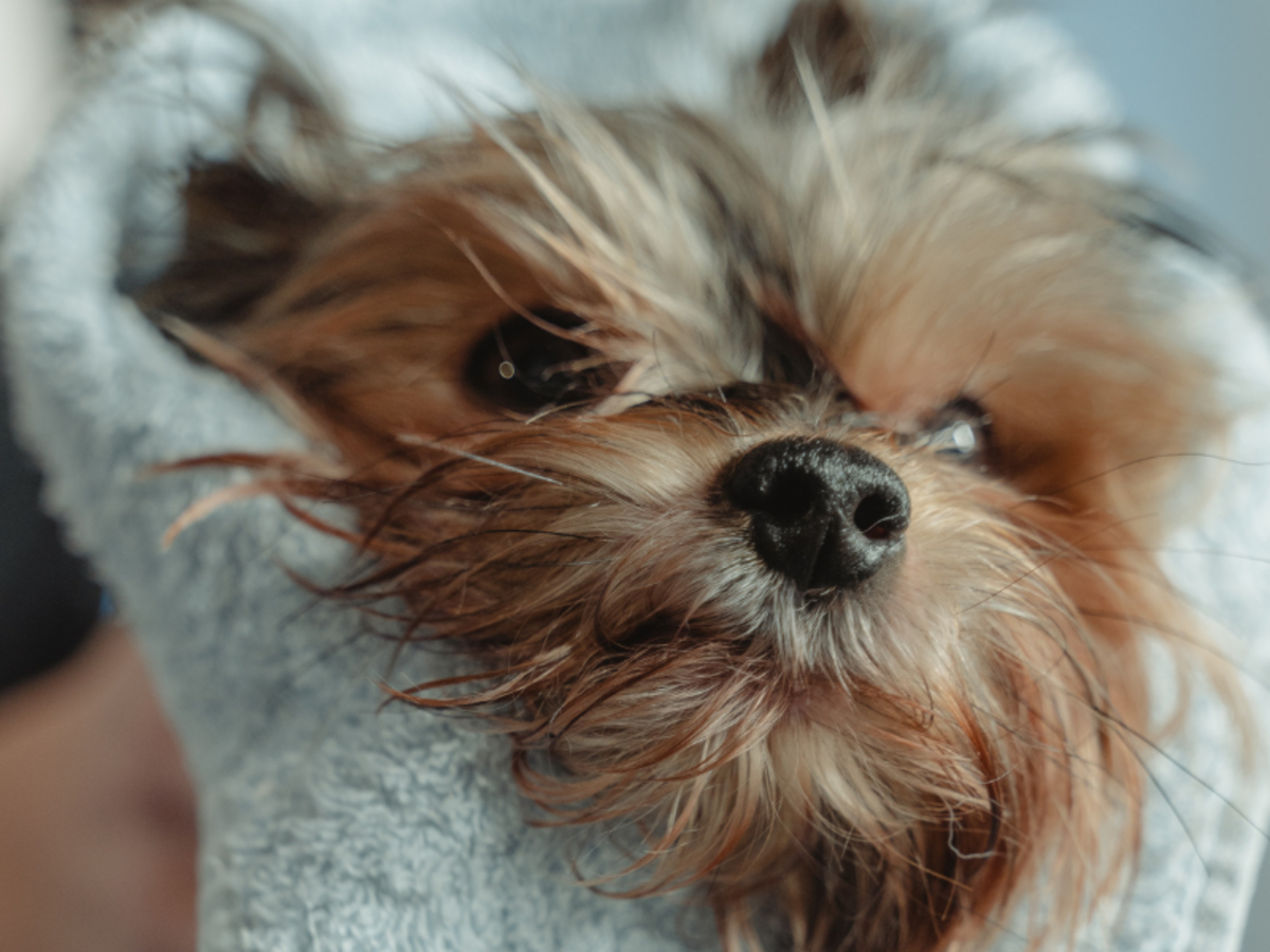 5 Gentle Methods to Warm Your Shivering Dog After a Bath PetHelpful