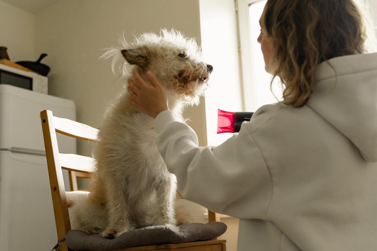 5 Gentle Methods to Warm Your Shivering Dog After a Bath PetHelpful