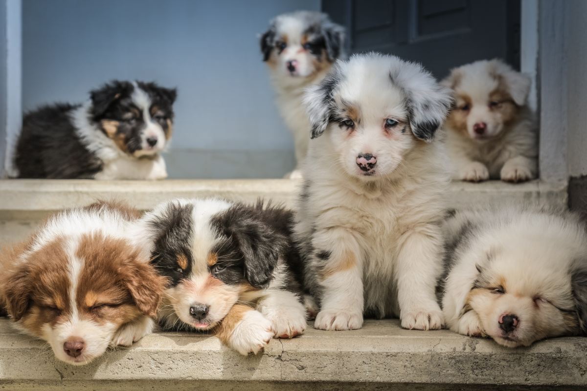 130 Unique Names for Tricolored, Parti-color and Split-Face Dogs