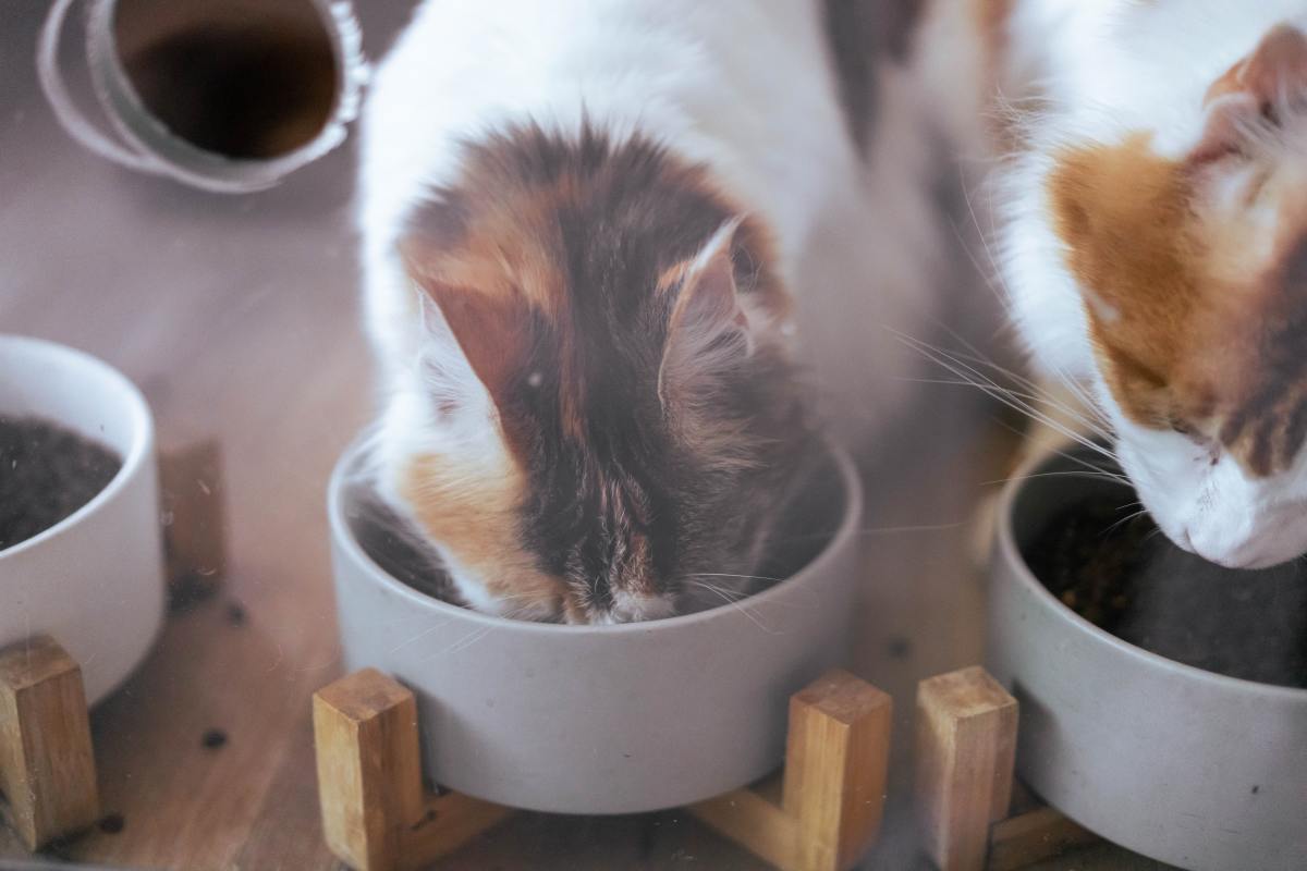 Help! My Cat Stopped Eating Wet Food After I Brought Home a Baby