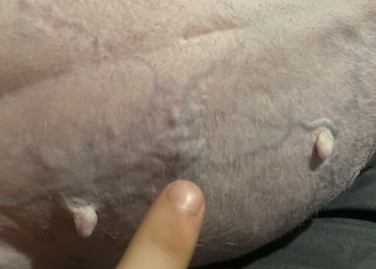 Does My Dog Have a Hernia or a Skin Infection?