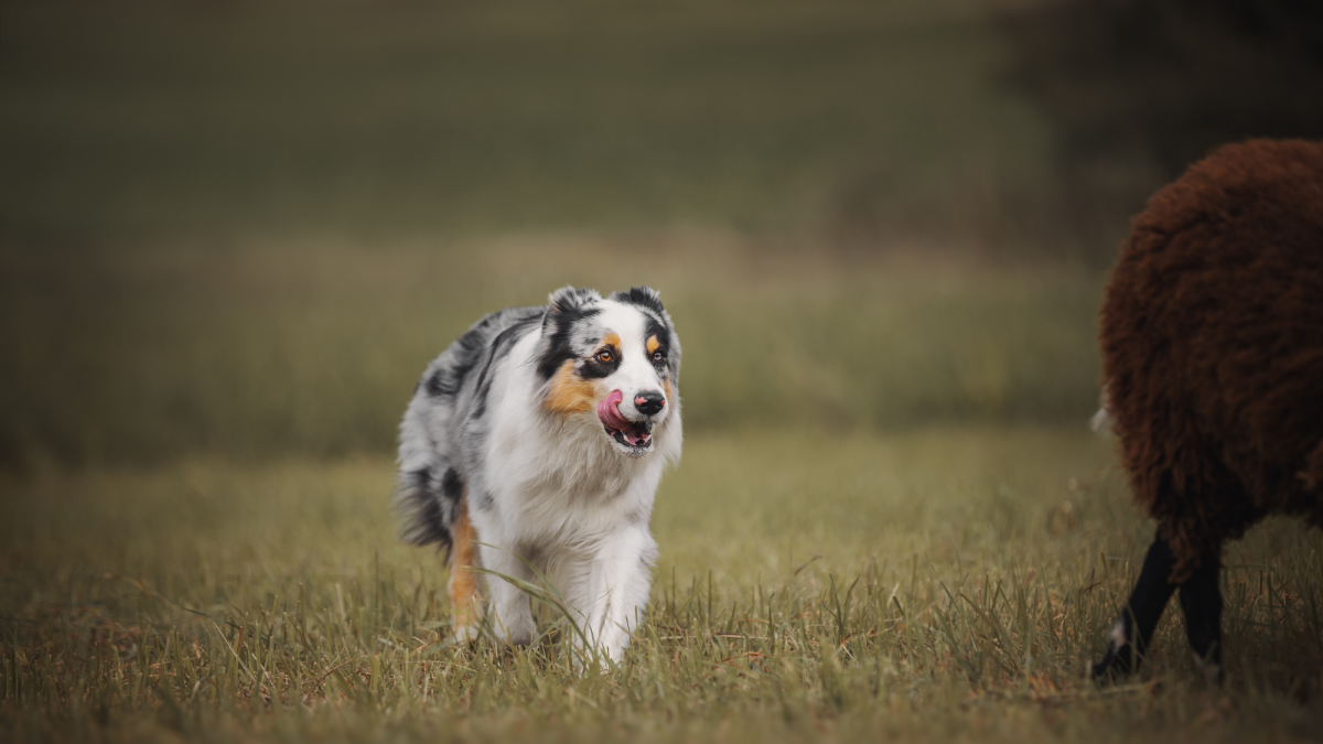 Herding Behaviors in Dogs (What You Need to Know)