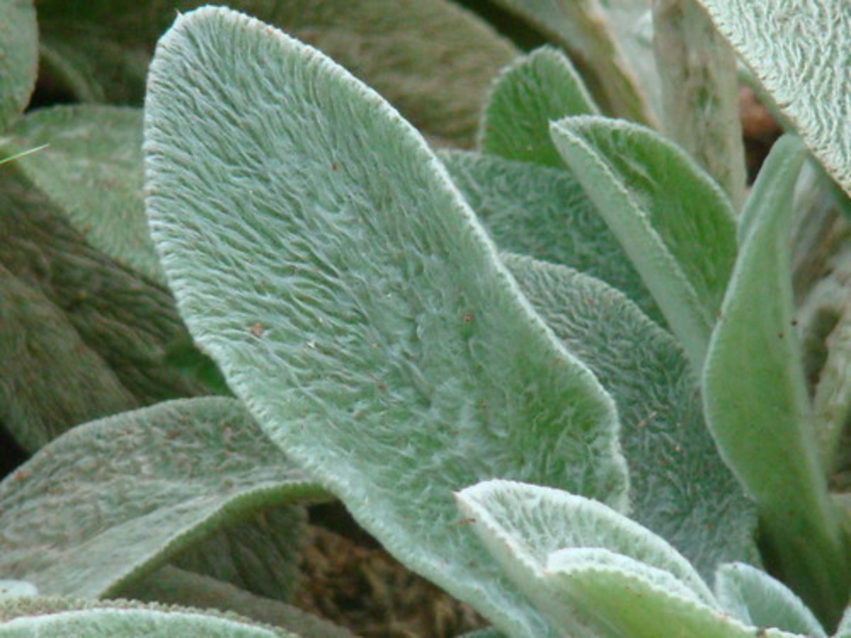 Plants that Heal Wounds HubPages