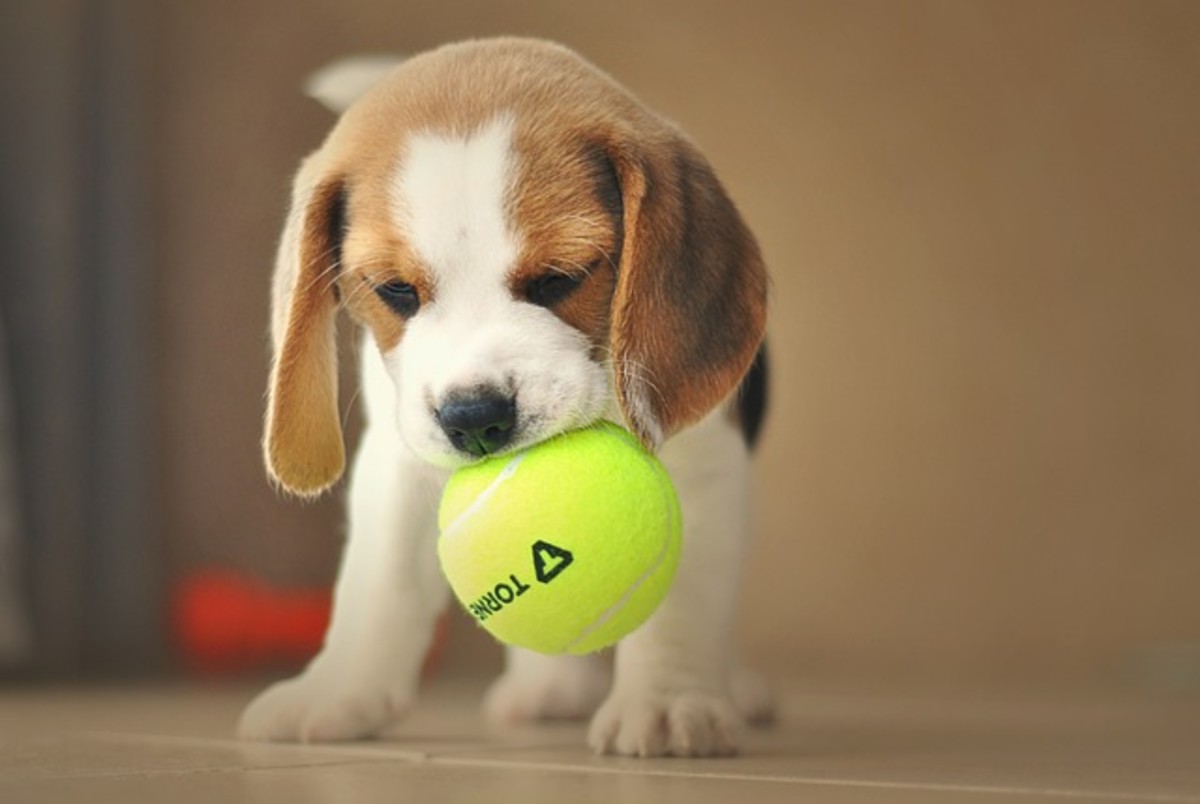 Beagles: The Perfect Blend of Playfulness and Loyalty for Families and Hunters Alike