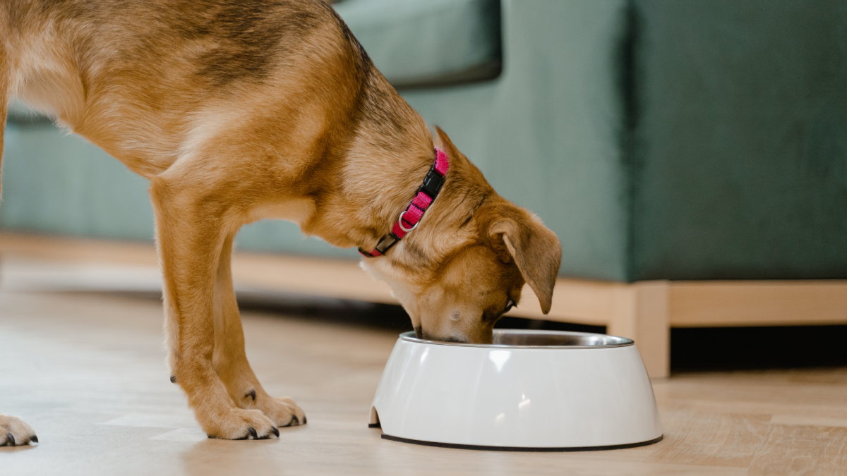 What Is the Best Dog Food for Your Dog?