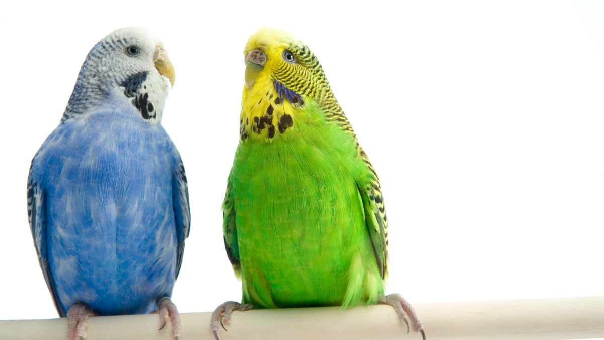 What Do Budgies Eat? - PetHelpful