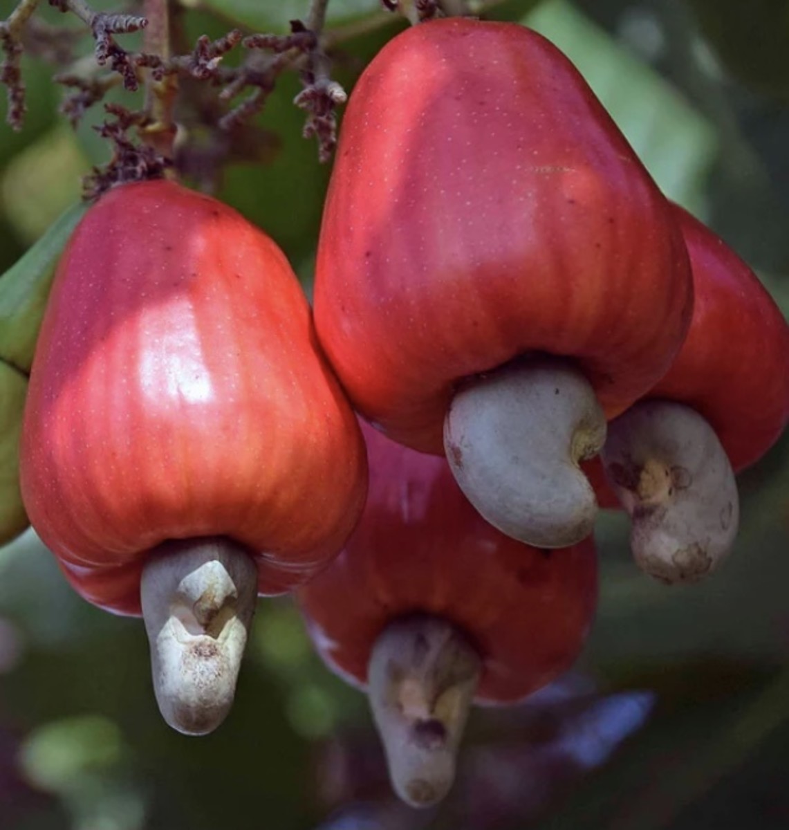 10 Most Weird Fruits in the World