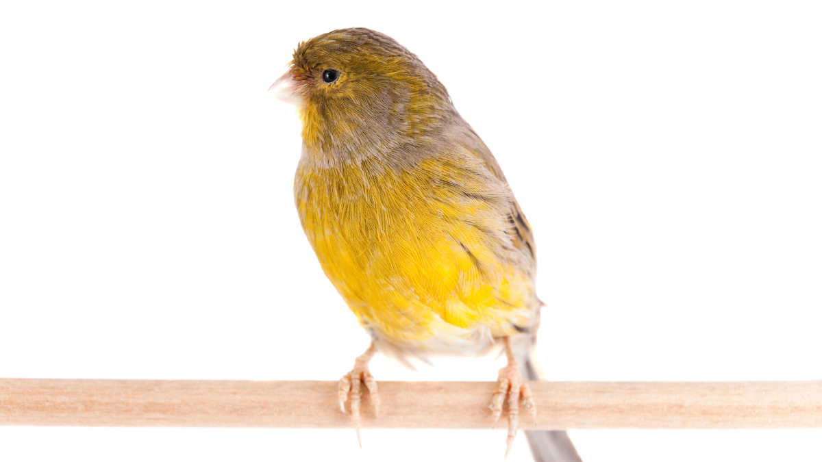 Signs and Symptoms of Disease in Canaries
