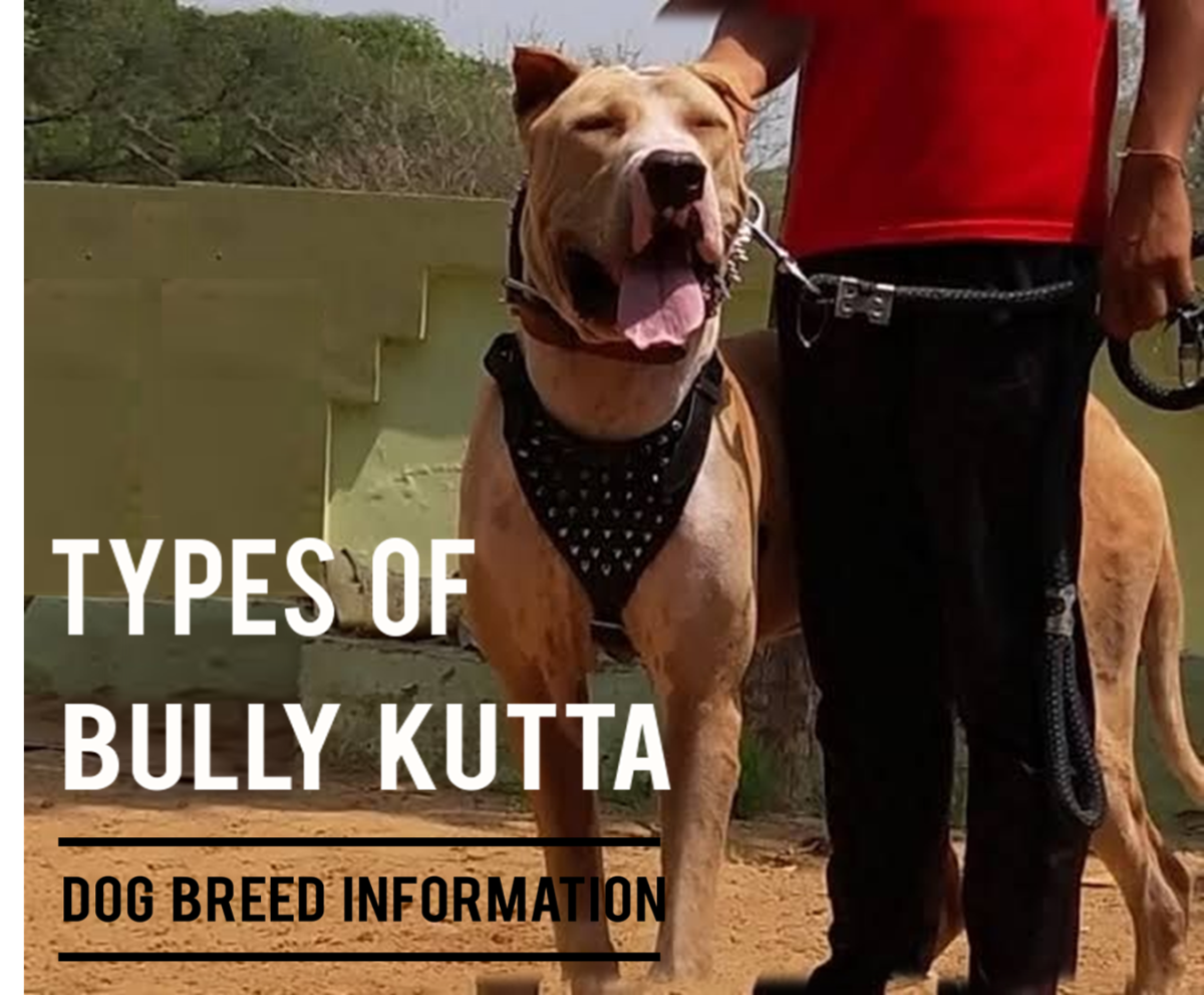 Types of Bully Kutta: Dog Breed Information