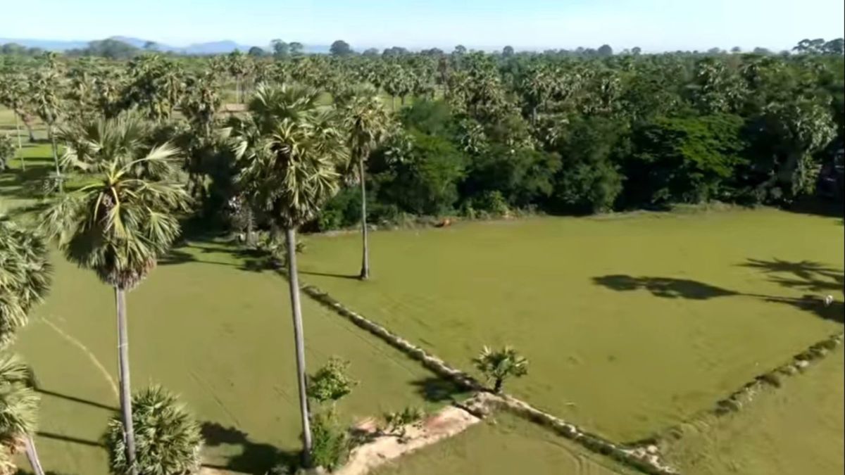 Real Benefits of Palm Sugar from Sugar Palm Trees HubPages