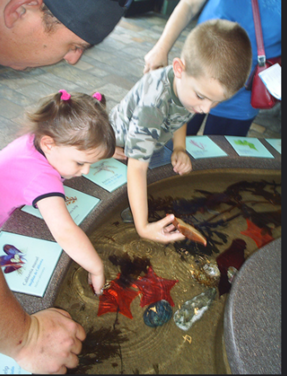 Monterey Bay Aquarium: A Hands-On Experience for Kids