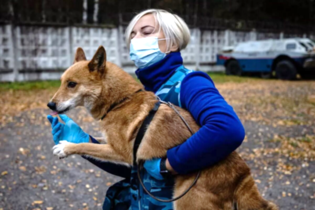 Five Russian Dogs Banned Or Restricted In Other Countries HubPages