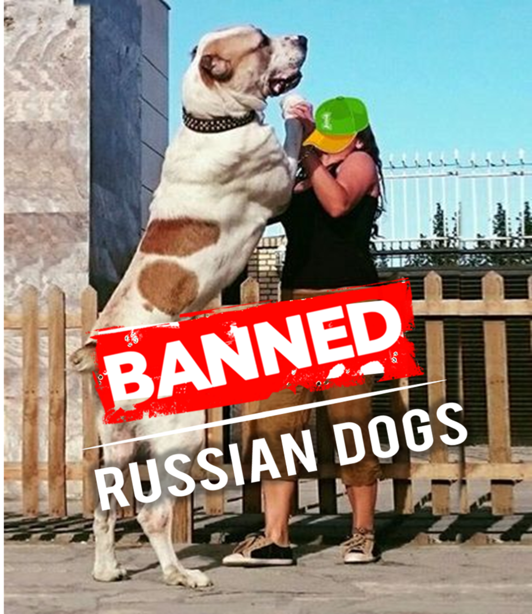 Five Russian Dogs Banned Or Restricted In Other Countries