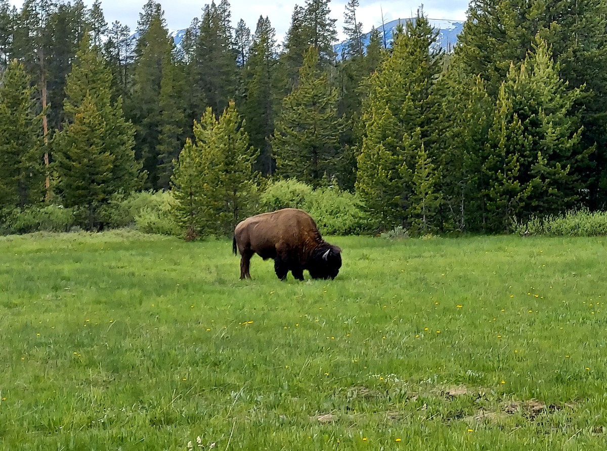 Top 8 Things to Do at Yellowstone National Park