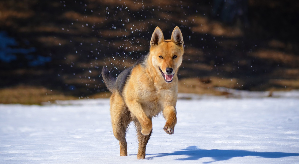 Comparing Canids: Dogs, Wolves, Jackals, Coyotes, And Foxes - Owlcation