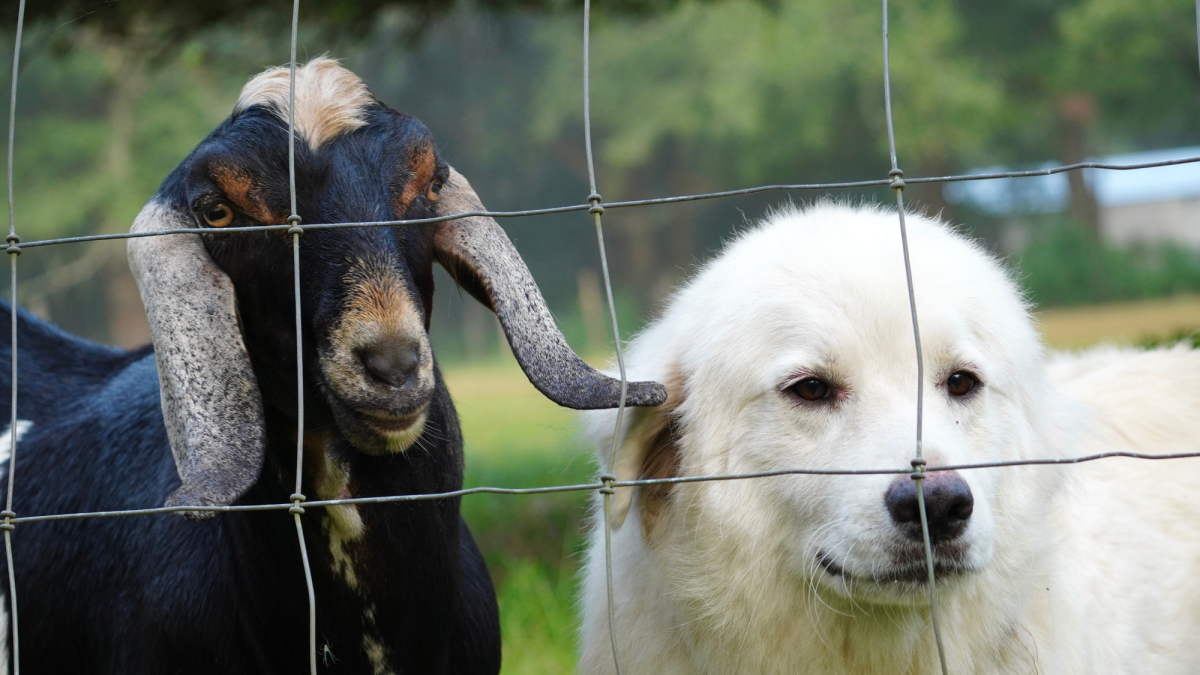 Do You Need to Train Livestock Guardian Dogs to Stay With Goats?