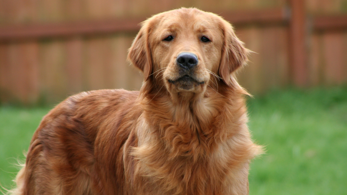 Why Won t My Dog Poop In The Backyard TrendRadars