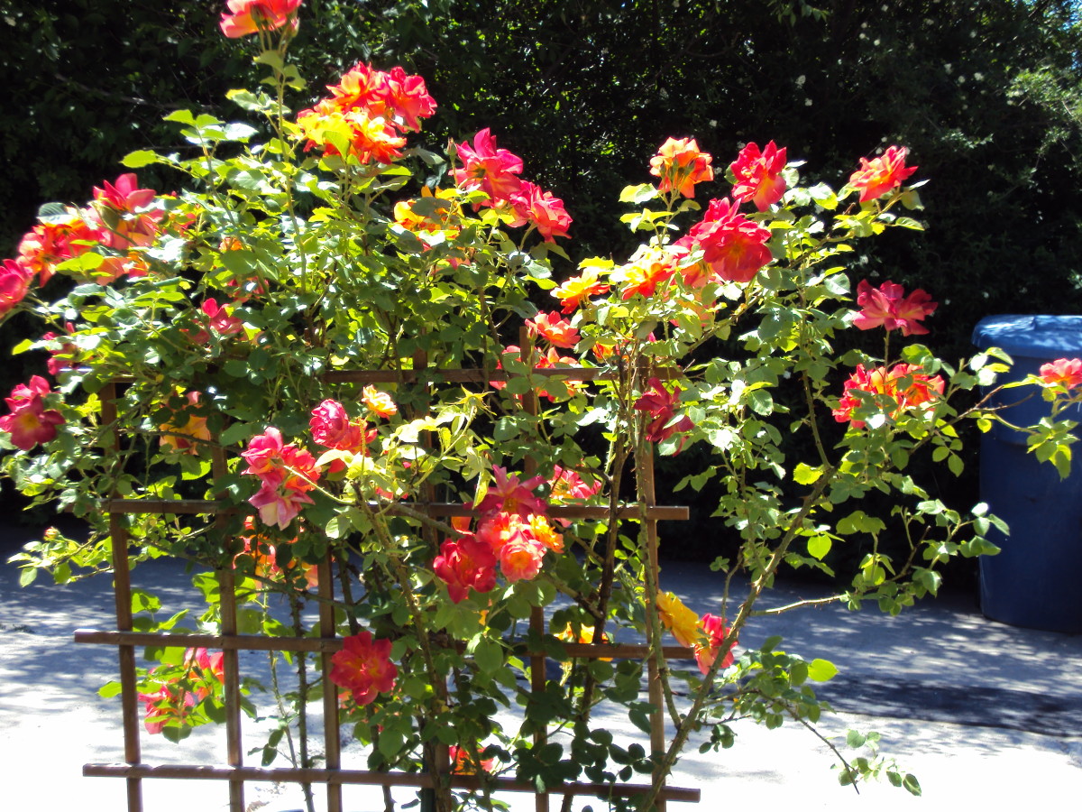 This photo of the same rosebush was taken in a previous year and somewhat later season.  Note the darker red color of some blossoms.