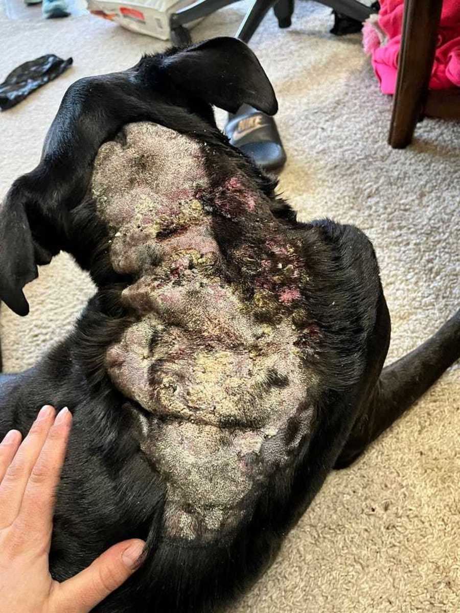 Does My Dog Have Cushing’s Disease?