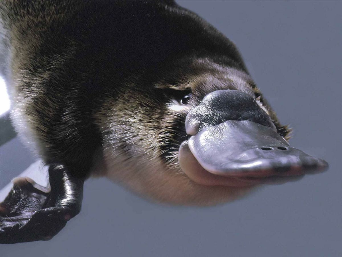 Penelope the Platypus and Bronx Zoo: Arranged Mating, False Egg Laying and a Liberation Story for the Ages.
