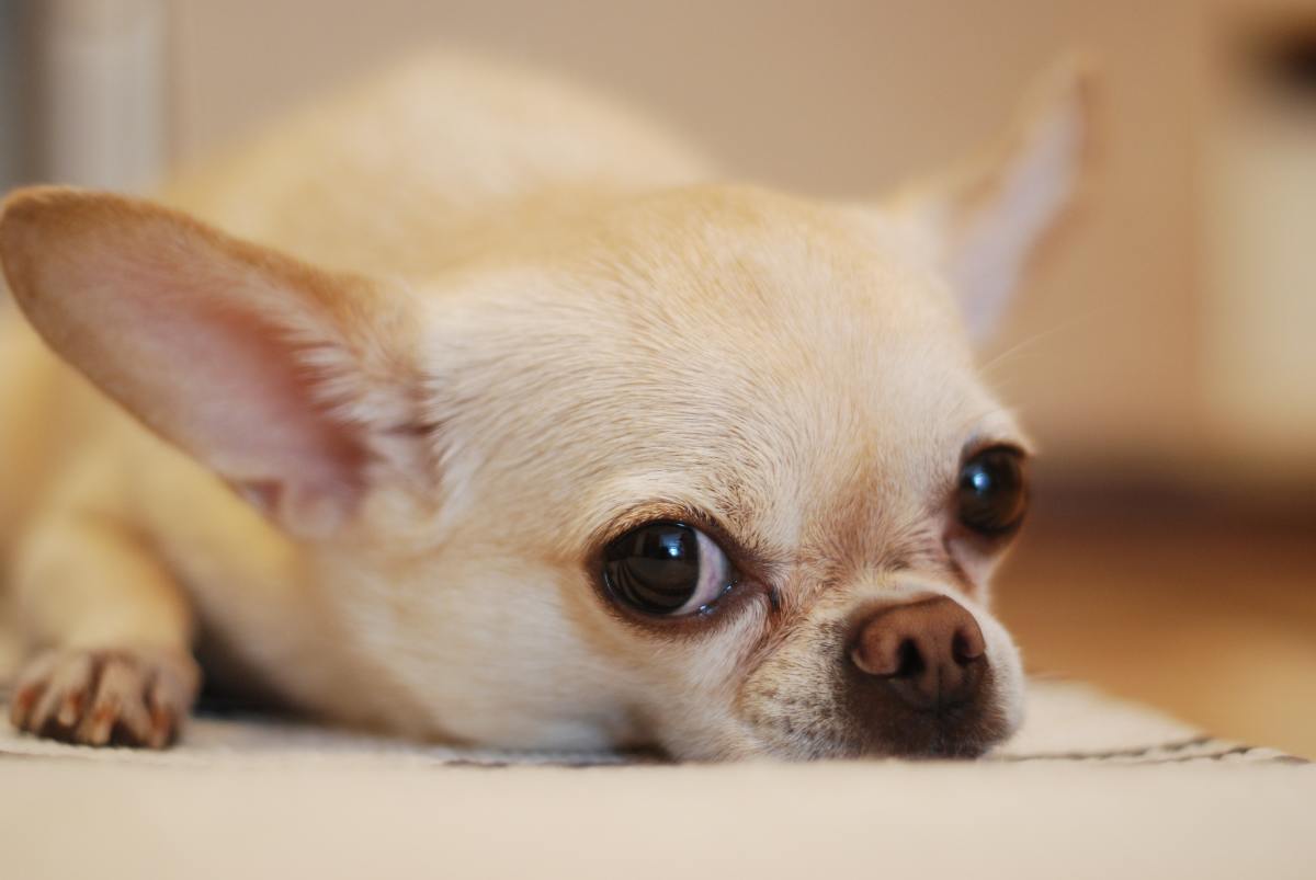 Chihuahuas: They're Cute - But Are They Right For You?