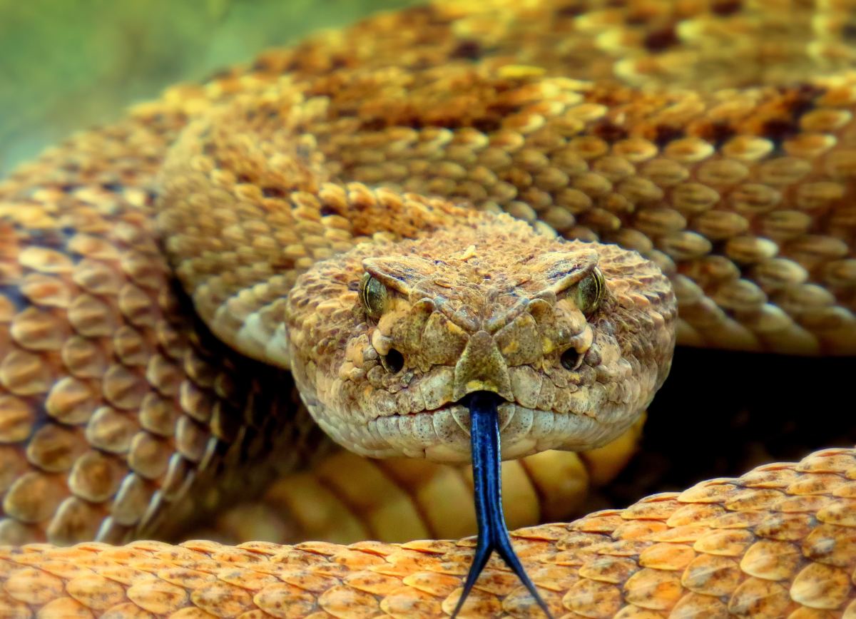 How Decapitated Snakes Can Still Deliver a Venomous Bite