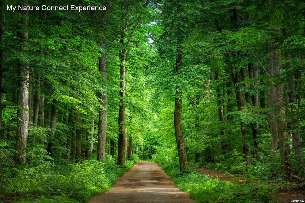 My Nature Connect Experience-Unveiling Paths to a Better Living