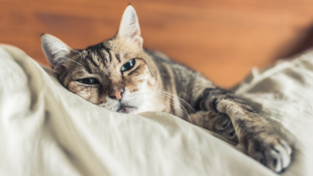8 Main Reasons Why Your Cat Is Bloated (And What to Do About It)