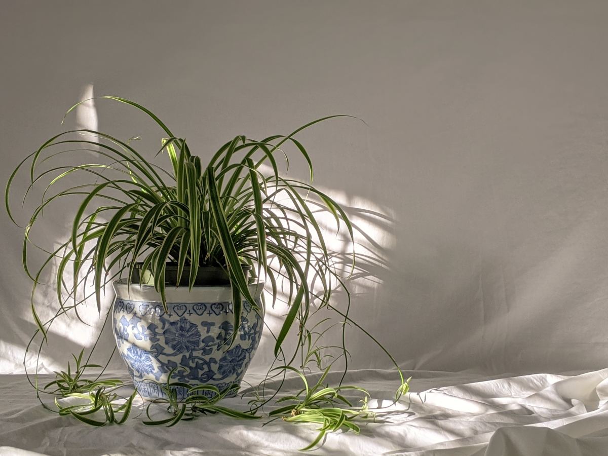 A Simple Guide To Spider Plant Care