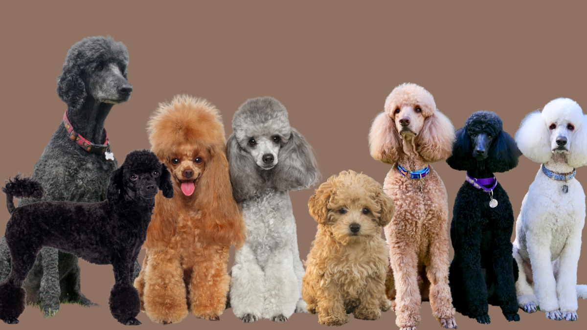 Types of Poodles: Breed Information, Pictures & Characteristics ...
