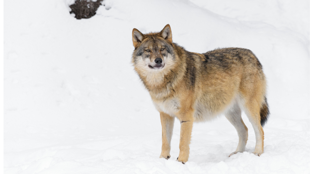 300+ Wolf Names and Meanings (From Alaska to Zion)