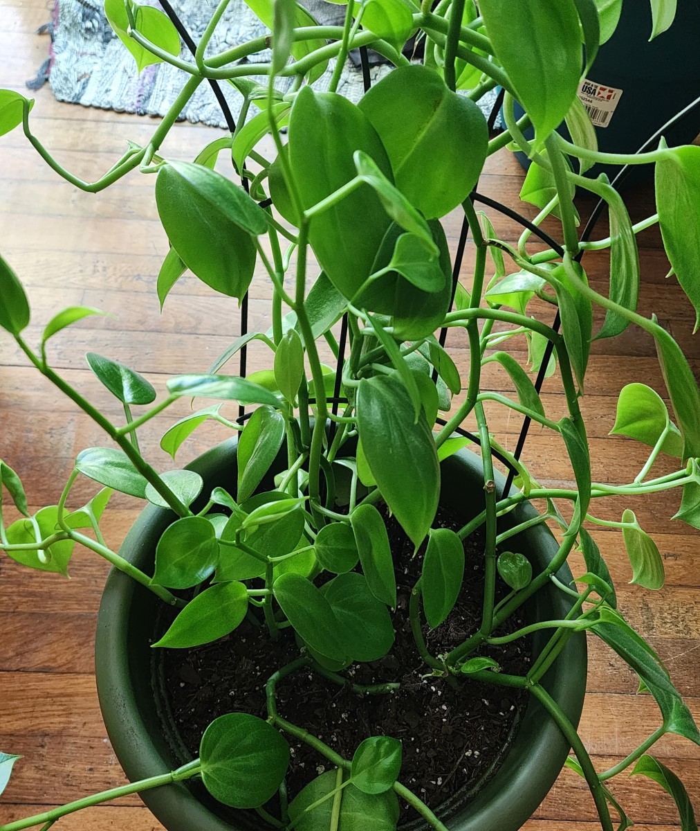 How to Take Care of a Peperomia Serpens