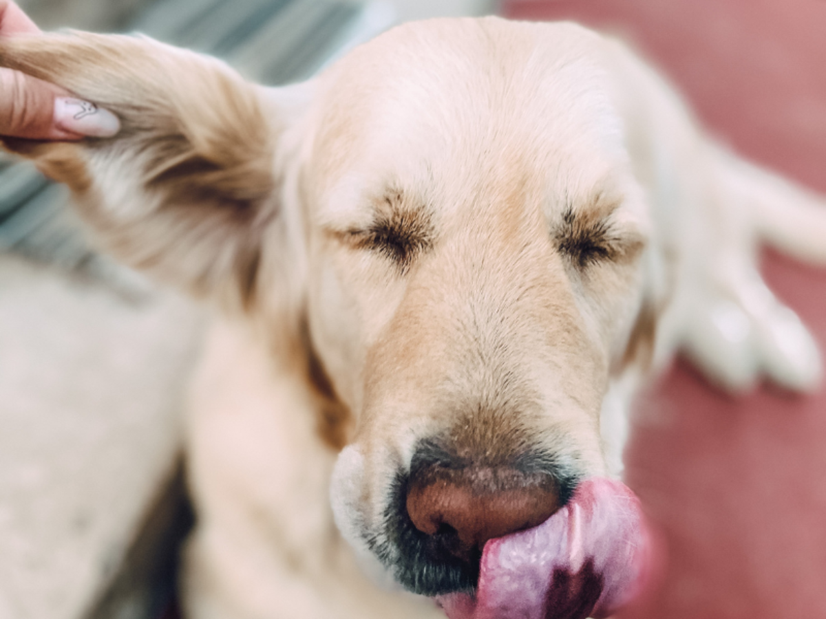 Why Your Dog's Ear Is Swollen and Tips to Provide Care