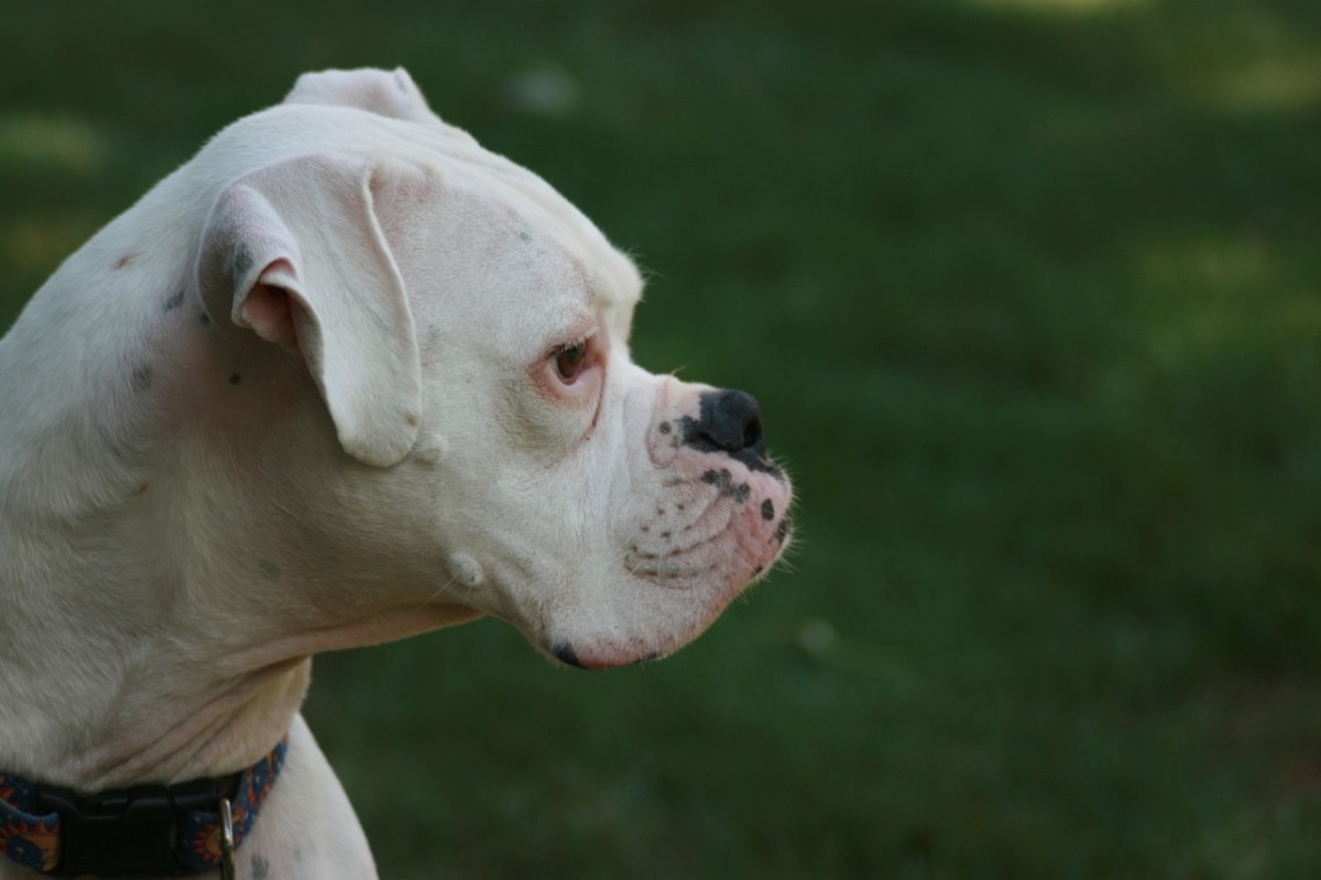 Busting 5 Common Myths About the White Boxer Dog