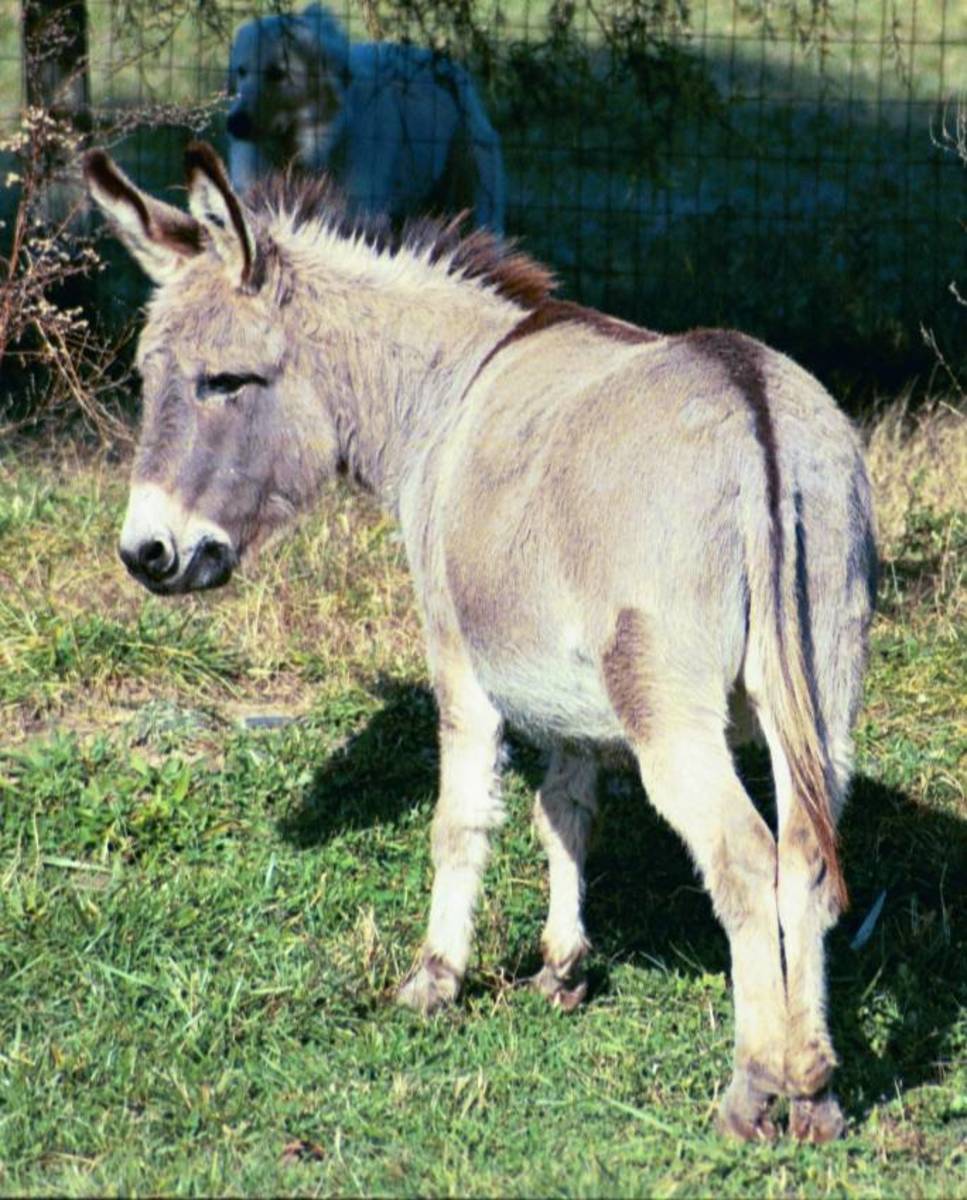 The Donkey Low Down