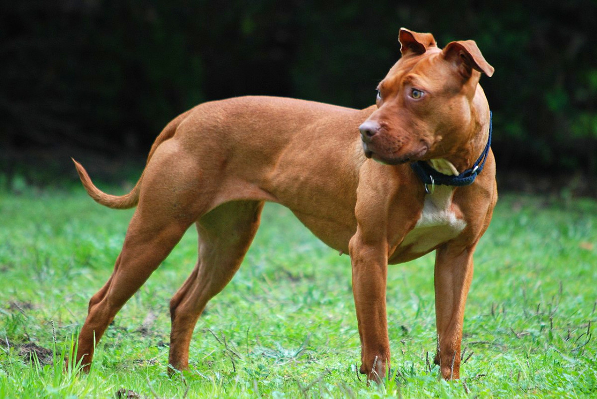 Are Pit Bulls Naturally Aggressive?