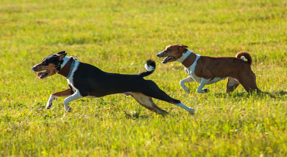 Basenjis A Comprehensive Breed Guide PetHelpful