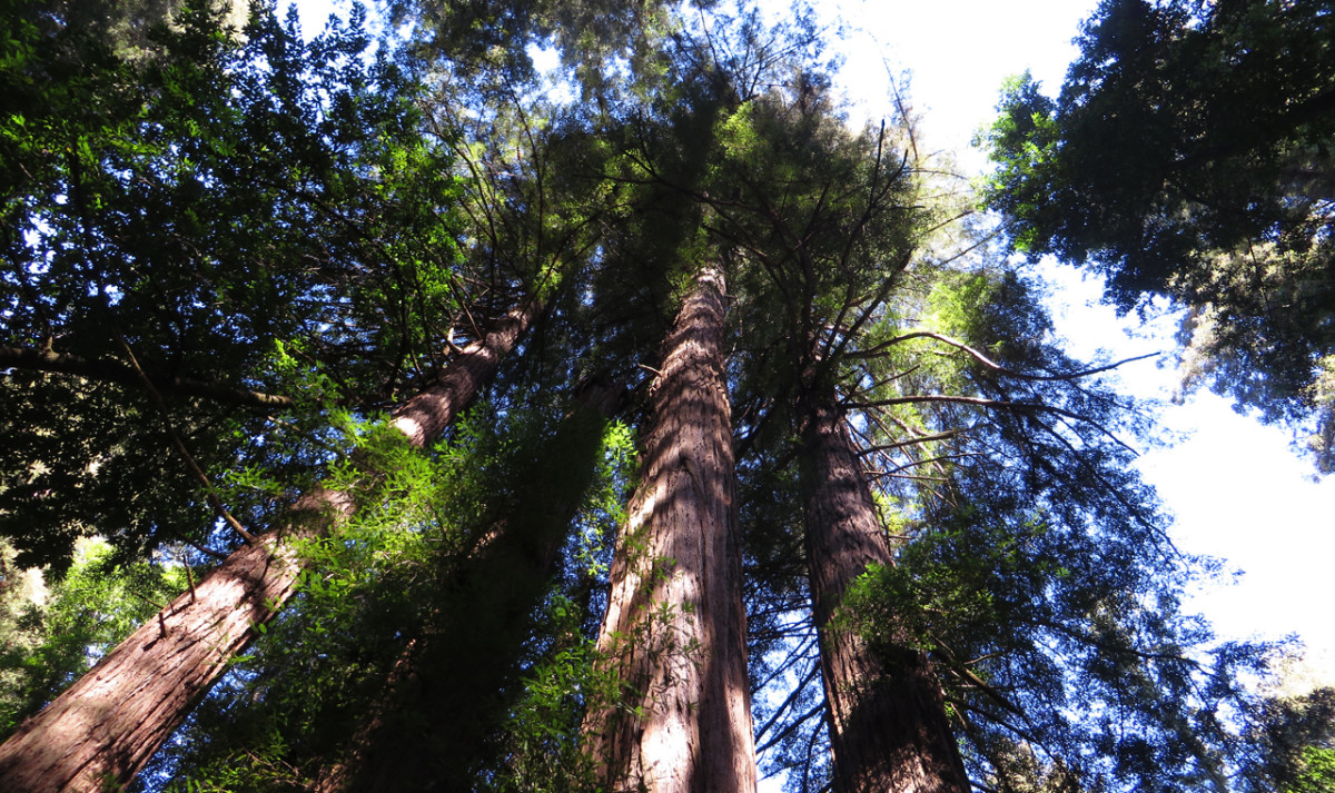 Roadside Tourist Attractions in the California Redwoods
