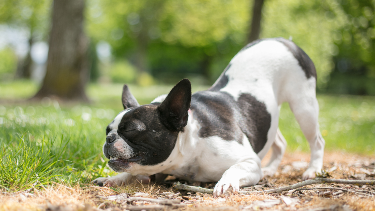 15 Most Popular French Bulldog Mix Dogs