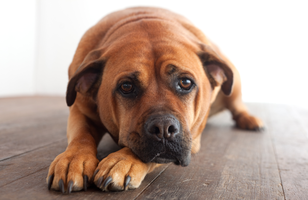 Can Dogs Get Immiticide for Heartworms If They Are Coughing?