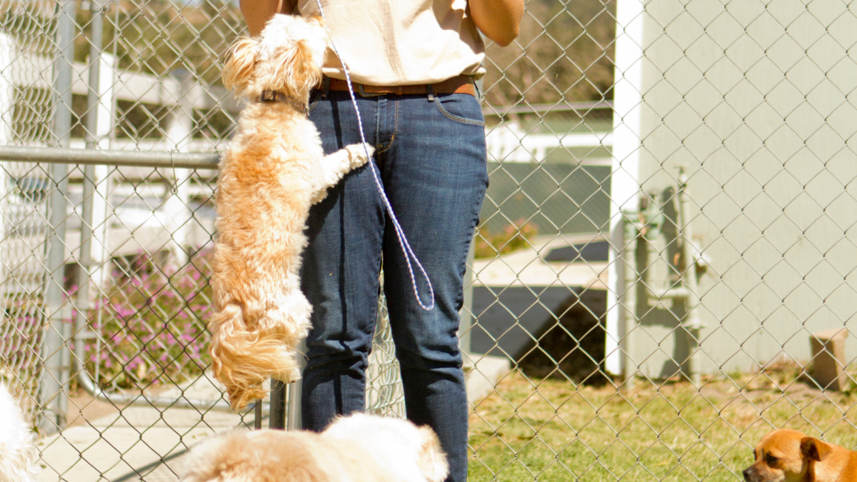 How Do You Stop A Puppy From Jumping On Everyone at John Winchell blog