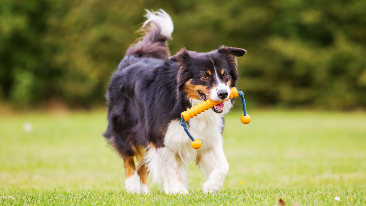 10 Easy Ways How To Keep A Dog Busy While At Work