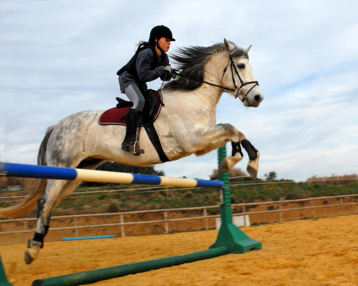 How to Get Your Horse Ready for Horse Riding Championships and Races