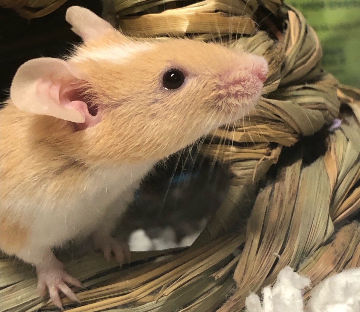 What Does Mouse Poop Look Like Tips For Keeping Healthy Mice 
