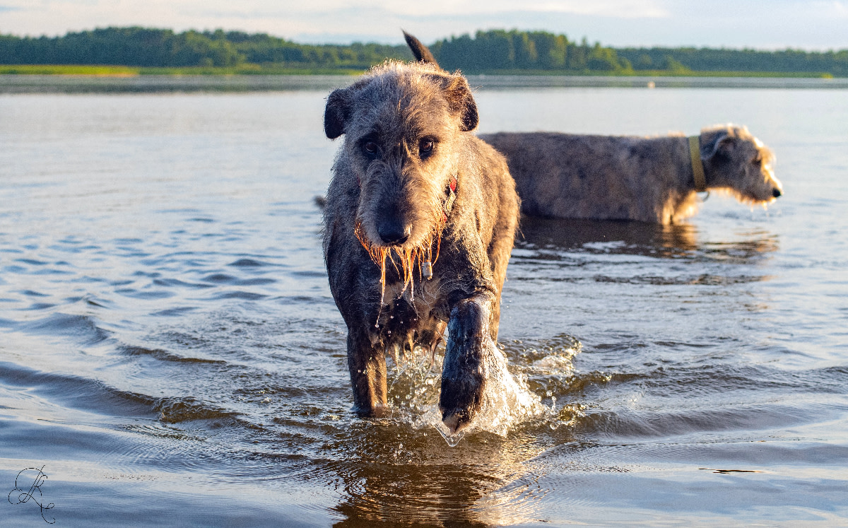 Irish Wolfhounds Uncovered A Comprehensive Guide to the Gentle Giants