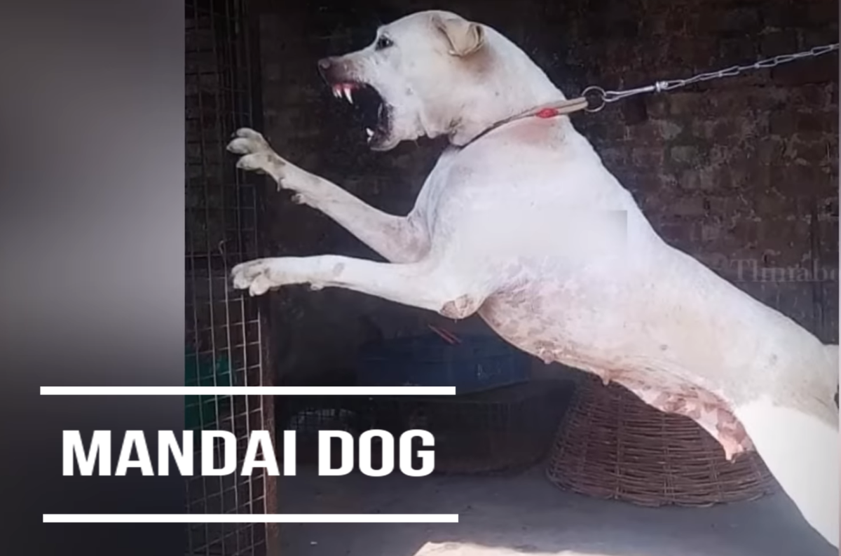 Mandai Dog: Breed Information, Facts and Characteristics