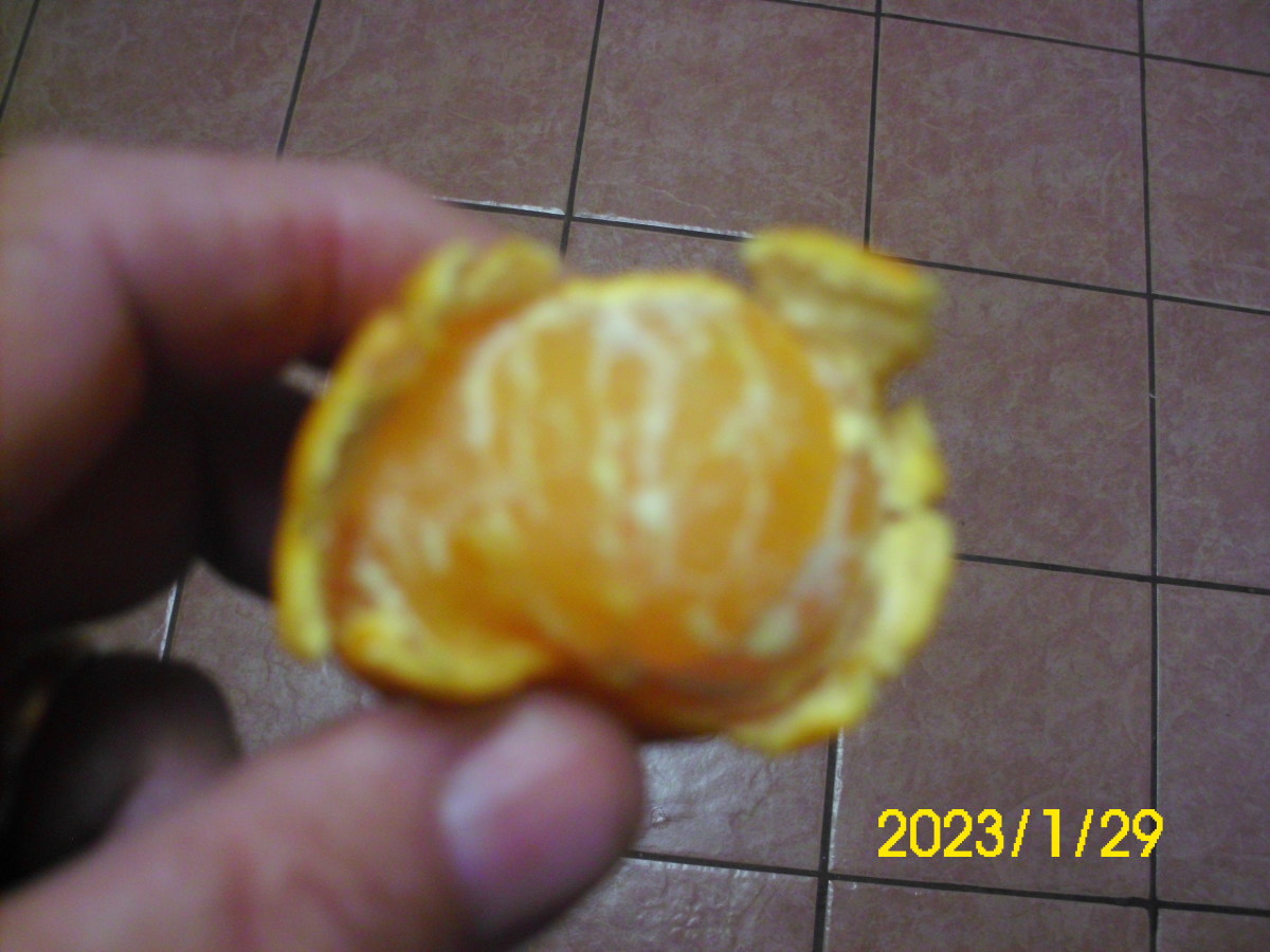 Mandarin oranges peel easily revealing a juicy orange core.