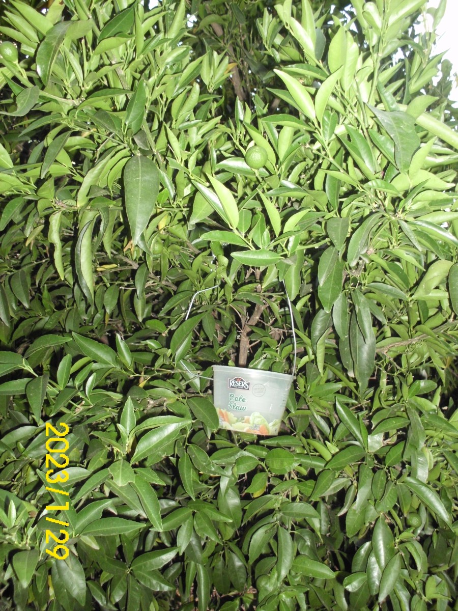 I like to hang cole slaw containers with a little soda pop in the bottom to attract bees. It works well.