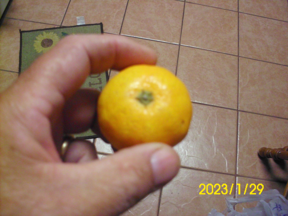 Mandarin oranges come in 1.5-to-3-inch diameters. My mandarins came in all of these sizes. I believe the largest were toward the bottom 1/2 of the tree.
